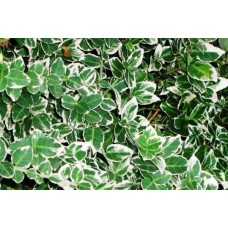 Еуонимус ( Euonymus ,,Emerald Gaiety") Еуонимус ( Euonymus ,,Emerald Gaiety")